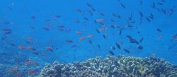 Dense schools of small fish over Rainbor Reef